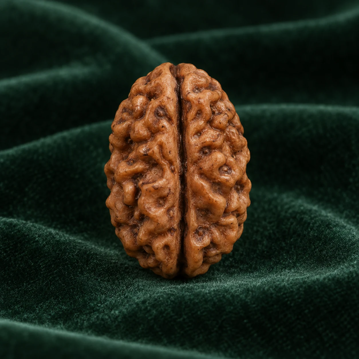 Do Mukhi, 2 Mukhi by NoorKara